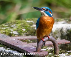 Ein toller Schnappschuss: Der Eisvogel am Ablaufbauwerk des Flossteiches.