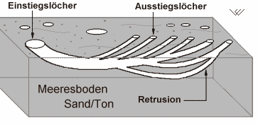 Schema zur faunischen Deutung der Phycoden