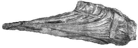 vollkörperliches Fossil von Phycoden